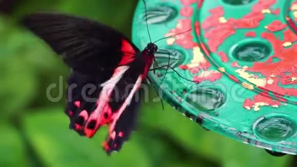 一只红色的猩红色摩门蝴蝶喝花蜜的宏观特写镜头来自菲律宾亚洲的热带昆虫视频的预览图