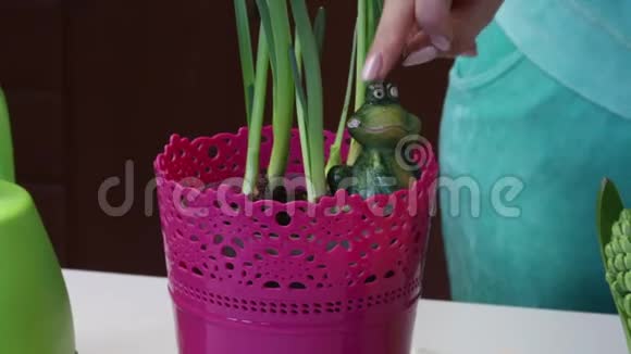 一个女人把一个陶瓷碗和一个水仙花放在锅里特写镜头视频的预览图