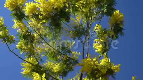 黄色花朵围绕着蓝天背景移动的含羞草树视频的预览图