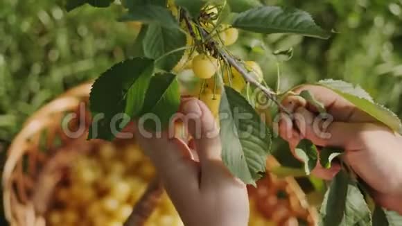 在果园里收获香甜的樱桃视频的预览图