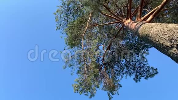 松树顶着蓝天从下面眺望视频的预览图