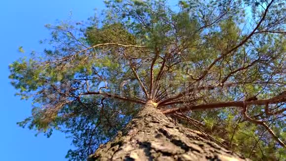 松树顶着蓝天从下面眺望视频的预览图