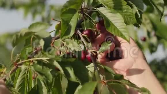 女性的手从树枝上收集樱桃作物视频的预览图