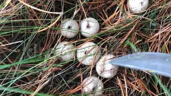 过熟蘑菇雨衣Lycoperdon蘑菇采摘用刀子压它们在压力下它们释放出看起来像视频的预览图
