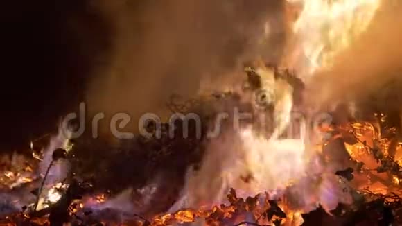 森林大火关闭慢速运动视频的预览图