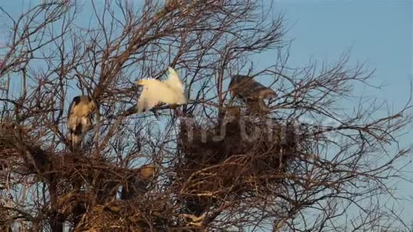 法国卡马格一只小白鹭视频的预览图