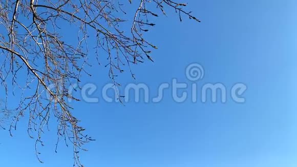 一根没有叶子的树枝在风中拍打着蓝天视频的预览图
