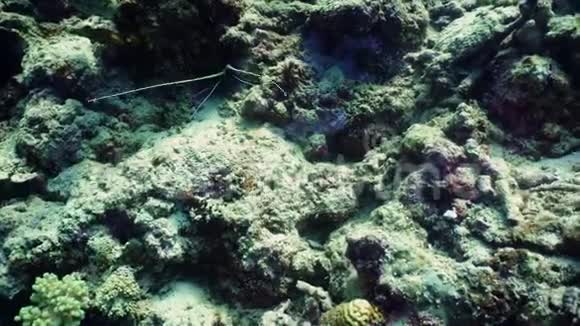 珊瑚礁上的龙虾视频的预览图