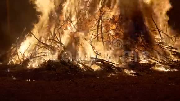 森林火灾燃烧树慢运动视频的预览图
