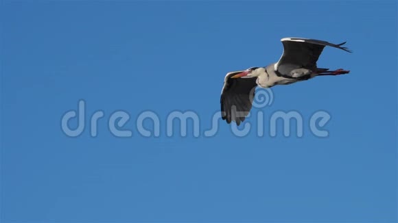 法国卡马尔格灰色的苍鹭视频的预览图
