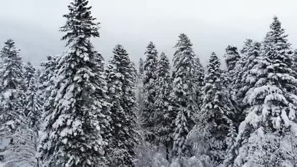 一个令人叹为观止的低鸟瞰飞越混合森林和高大的雪松过去树枝在雪中冬季森林视频的预览图