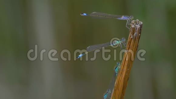 一只蜻蜓站着从树枝上飞来三只蜻蜓视频的预览图