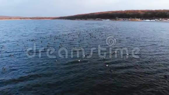一组绿头鸭在一个大湖中平静地游泳的鸟瞰图野鸭体内游离态视频的预览图