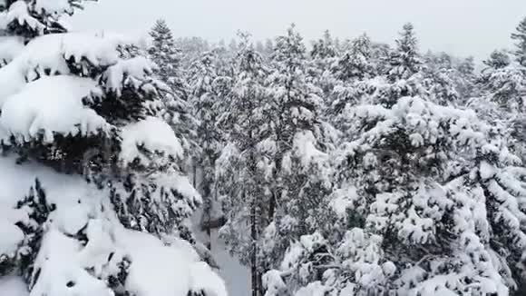 一个令人叹为观止的低鸟瞰飞越混合森林和高大的雪松过去树枝在雪中冬季森林视频的预览图