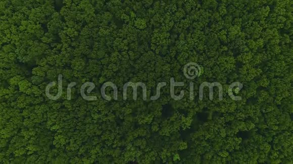 空中无人机观大片绿色茂密的森林看起来像绿色的沙漠视频的预览图
