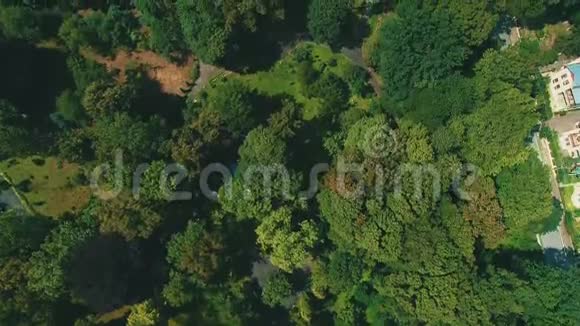 初秋在森林中有绿色针叶树和稍黄的落叶树视频的预览图