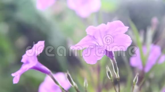 五颜六色的花朵甜美的紫色水开葵或红茶早晨用水滴绽放日出时的倒影里视频的预览图