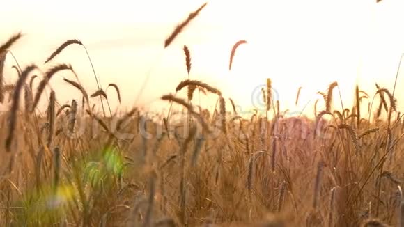 日落时在田野收割前熟透的小麦农业农产品视频的预览图