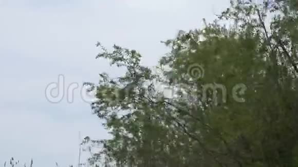 鹭坐在树顶上苍鹭从树枝上起飞视频的预览图