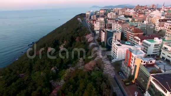 韩国釜山海恩达达玛吉山樱花空中景观视频的预览图
