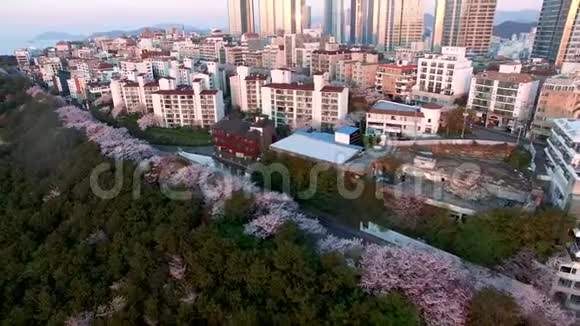 韩国釜山海恩达达玛吉山樱花空中景观视频的预览图