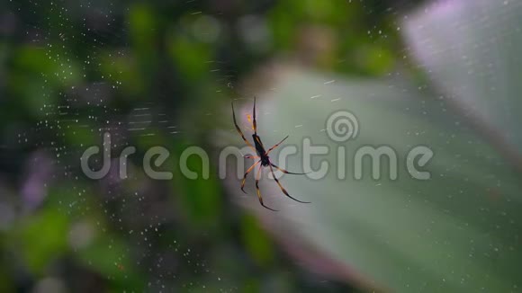 巨型蜘蛛和网塞马河岛视频的预览图