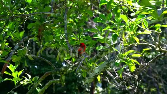 红色的福迪在塞舌尔召唤一棵橘子树视频的预览图