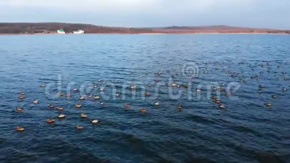 一组绿头鸭在一个大湖中平静地游泳的鸟瞰图野鸭体内游离态视频的预览图