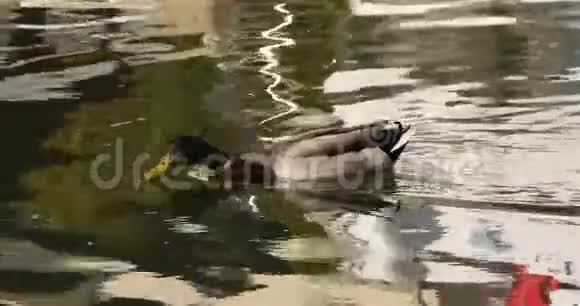 鸭子野鸭公仔在金色的水面上游泳视频的预览图