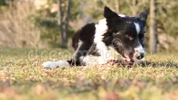 一只饥饿而有趣的边境牧羊犬在草地上玩耍和吃一根木棍视频的预览图