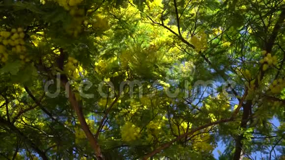 靠近一棵含羞草树上面有黄色的花和美丽的叶子视频的预览图