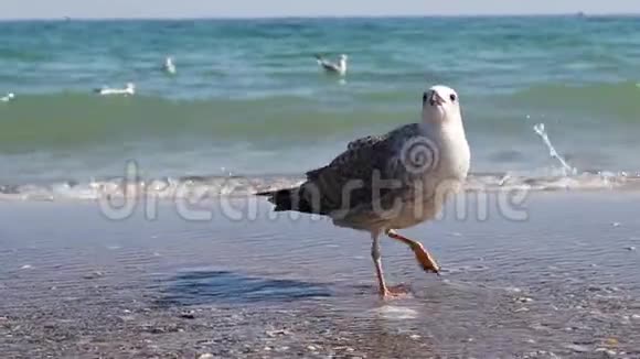 一只美丽的白色海鸥站在海滨看着相机视频的预览图