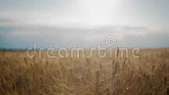 农民们在收割的时候与小麦作物握手伙伴关系概念视频的预览图