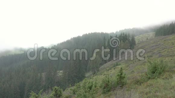 夏天的雾笼罩着一片树林快速运动视频的预览图