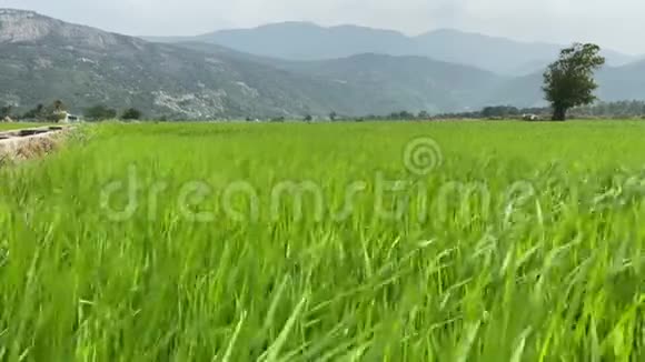 稻青茎随风摇摆山地稻田视频的预览图