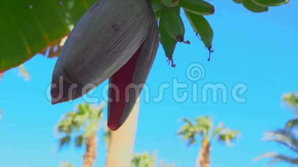 香蕉树上种有花的绿色香蕉果实全景图视频的预览图