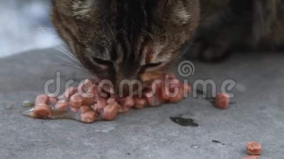 毛茸茸的棕色猫在地上吃东西视频的预览图