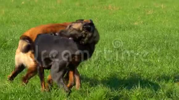 多伯曼和比利时牧羊犬在绿茵场上玩耍视频的预览图