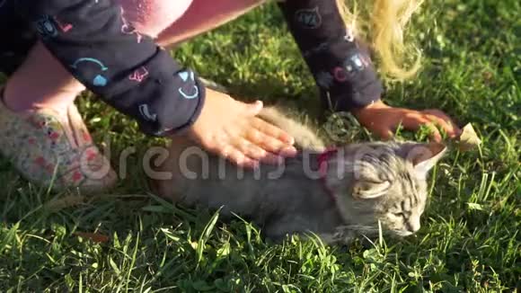 日落时分小女孩抚摸小猫视频的预览图