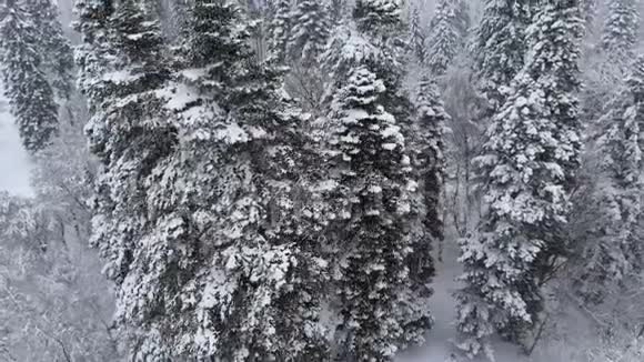 在降雪的针叶山林中鸟瞰白雪覆盖的冬林冬季背景视频的预览图