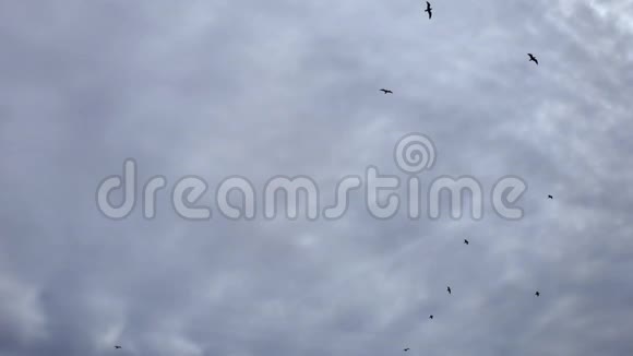海产海鸥在多云的灰色天空中成群飞行4k背景视频的预览图