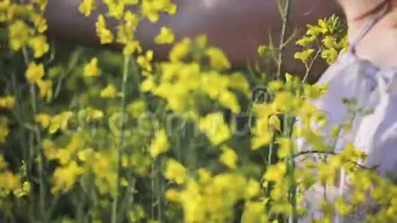 美丽的女人的手抚摸着油菜花的黄花视频的预览图