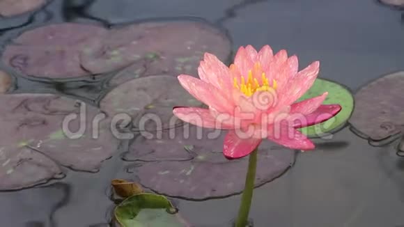 单瓣甜美的粉色百合莲花池中滴着水珠盛开视频的预览图