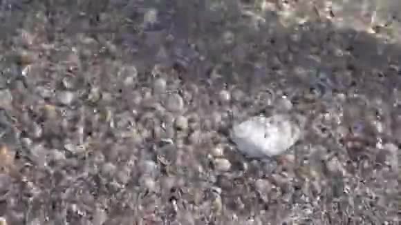 水边海浪带着贝壳在沙质海岸上摇曳水中眩光乌克兰视频的预览图