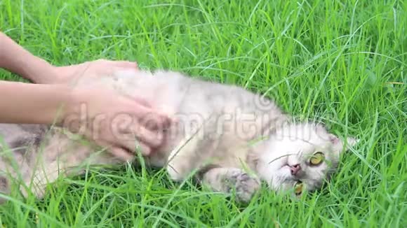 女人的手抚摸和按摩灰色的猫同时躺在大自然绿草的背景上放松快乐的时光视频的预览图