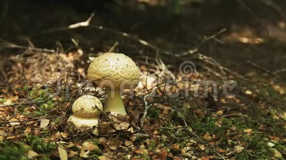 塔斯马尼亚塔金森林地面上的两种真菌视频的预览图