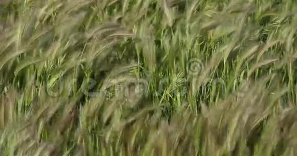 黑麦俗称黑麦或假大麦视频的预览图