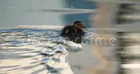 鸭子野鸭小鸭在金色的水面上游泳视频的预览图