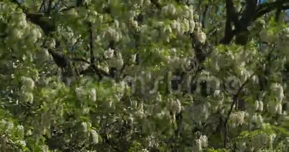 刺槐刺槐假相思在春季开花视频的预览图