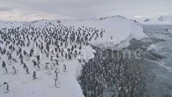 登图企鹅群登陆空中俯视视频的预览图
